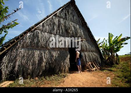 Urlauber sucht in einem Tabak Trocknung Hütte in Vinales Tal in der Provinz Pinar del Rio in Kuba Stockfoto