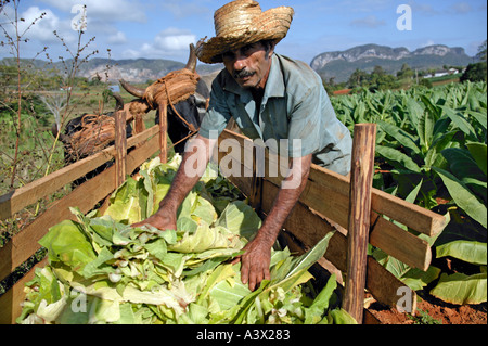 Ein Tabak-Bauer lädt Blätter in einen Ochsen gezogen Wagen am Bauernhof, Tal von Vinales, Provinz Pinar del Rio, Kuba, Westindische Inseln. Stockfoto