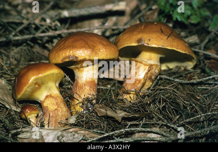 Botanik, Pilze, Suilloid Röhrenpilze (Suillus), Lärche Bolete, (Suillus Grevillei), drei Röhrenpilze auf Woodground, Nahaufnahme, essbar, m Stockfoto