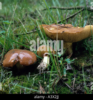 Botanik, Pilze, Suilloid Röhrenpilze (Suillus), rutschigen Jack, (Suillus Luteus), drei Röhrenpilze auf Woodground, verursachte genießbar, verursacht Stockfoto