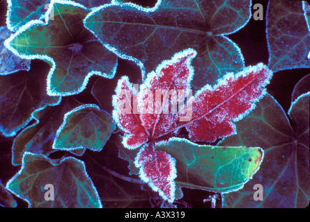 V00127 Tif Englisch Efeu mit Blatt des japanischen Ahornbaum im Herbst Farbe mit Frost Monroe Oregon Stockfoto