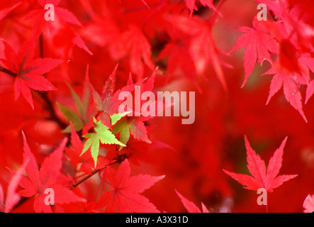 V00132 Tif japanische Ahorn im Herbst Farbe in der Nähe von Alpine Oregon Stockfoto