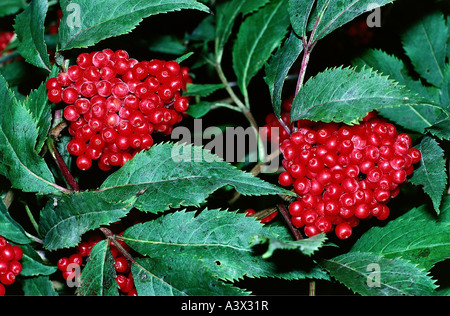 Botanik, Holunder, (Sambucus), europäischen Red Elder, (Sambucus Racemosa), Früchte am Zweig, Blatt, Blätter, Früchte, wachsende, hangin Stockfoto