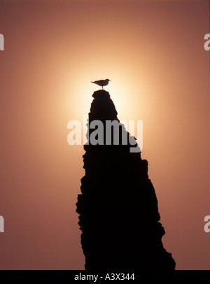 Möwe am Meer Stack Rock mit Sonnenuntergang Strand in Bandon Oregon Stockfoto