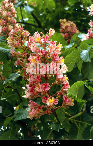 Botanik, Kastanie (Castanea), Rosskastanie (Aesculus Carnea), die Blüte, Niederlassung, Kastanien, Fagaceae, rot, Studio, Rosidae, Stockfoto