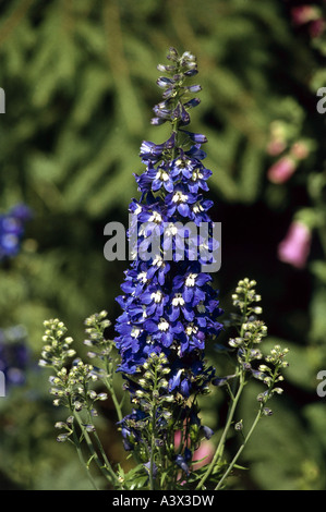 "Botanik, Rittersporn, (Delphinium), Delphinium 'King Arthur' (Delphinium Cultorum), die Blüte, beim Shooting, Butterblume, Magnoliida Stockfoto