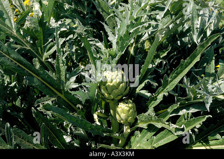 Botanik, Artischocke, (Cynara), Karde, (Cynara Cardunculus), beim Shooting, Asterales, Asteraceae, Asteridae, Distel, Disteln, PA Stockfoto