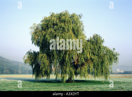 Botanik, Weide (Salix), Peking Weide (Salix Babylonica), Wiese, Weide Babylon, Baum, Salicaceae, Dillenidae, Salicales, Stockfoto