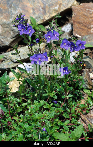 Botanik, Ehrenpreis, (Veronica), Rock-Ehrenpreis (Veronica Fruticans), auf Felsen, blühenden, purple, Scrophulariaceae, Scrophulariale Stockfoto