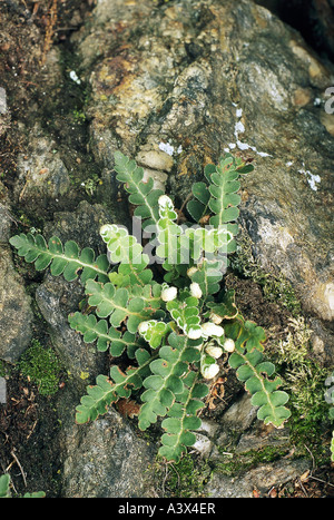 Botanik, Farn, Spleewort, (Asplenium), Rustyback Farn, (Asplenium Ceterach), auf Felsen, Polypodiaceae, Farne, Ceterach Officinarump Stockfoto