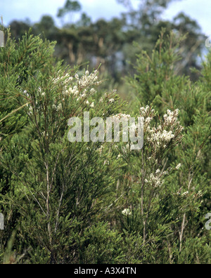 Botanik, Tee-Baum, Narrow-leaved leichte (Melaleuca Alternifolia), Blüten, Baum, Bottlebrush, Myrtaceae, Rosidae, Myrtales, Stockfoto