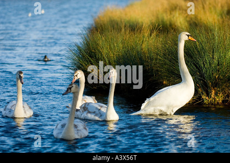 Höckerschwäne Cygnus Olor auf dem Teich im Richmond Park London England UK Stockfoto