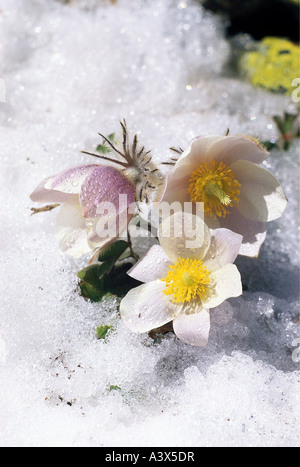Botanik, Kuhschelle (Pulsatilla), Frühjahr Kuhschelle, (Pulsatilla Vernalis), Blüten, beim Shooting im Schnee, Blüte, Magnolii Stockfoto