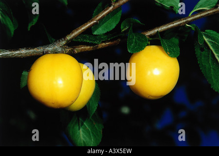 "Botanik, Pflaume (Prunus Domestica),"Mirabelle", kleinen gelben Pflaumen, am Zweig, Pflaumenbaum, Pflaumen, Steinobst, Früchte, gelb, Stockfoto