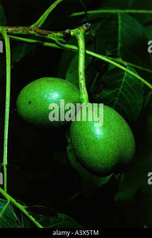 Botanik, Walnussbaum (Juglans), persische Walnuss (Juglans Regia), Früchte, in Filialen, etwas, pterocarpa, Juglandales, Nu Stockfoto