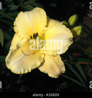 "Botanik, Taglilien, (Hemerocallis), Sorte: 'Arctic Snow', Staubgefäße, Stempel, Blüten, Blätter, Blüte, geöffnet, Lilie, gelb, H Stockfoto