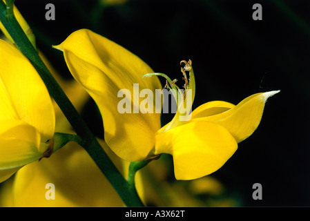 Botanik, Ginster, (Ginesta), spanische Ginster (Spartium Junceum), Blüte, gelb, blühen, blühend, Fabaceae, Rosidae, Fabales, Stockfoto