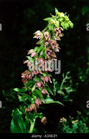 Botanik, Epipactis, Arten, grün blühende Helleborine (Epipactis Phyllanthes), Blüten und Knospen, schießen, Blüte, Knospe, Pani Stockfoto