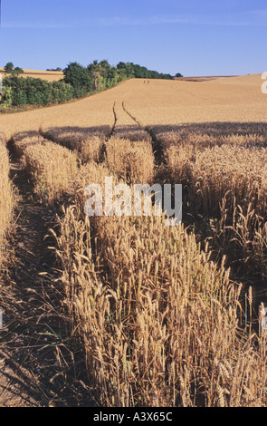 Der Traktor fährt auf einem Feld mit Weizen, das zur Ernte bereit ist, bis zu einer Hecke auf dem Hügel in Hertfordshire England Stockfoto