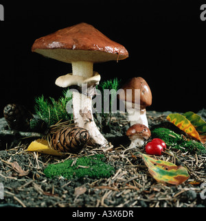 Botanik, Pilze, Suillus, rutschigen Jack (Suillus Luteus), drei Pilze auf Woodground mit Tanne Kegel, verdächtige ungenießbaren verursacht e Stockfoto