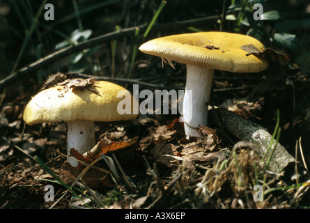 Botanik, Pilze, ubling, gelbe Sumpf Brittlegill (ubling Claroflava), zwei gelbe Pilze auf Woodground, essbar, essbare Brei Stockfoto