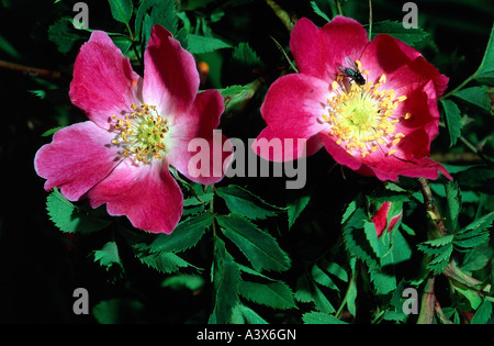 Botanik, Alpine Rose (Rosa Pendulina), rosa Blüten, Detail, Nahaufnahme, Rosengewächse, blühen, Blüte, Nahaufnahme, Stockfoto