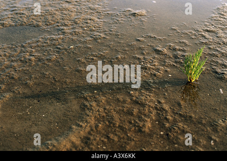 Botanik, Queller, (Salicornia), gemeinsame Queller (Salicornia Europaea), im Sand, Watt, Watt, Anlage, Meer, Sumpf-Samphi Stockfoto