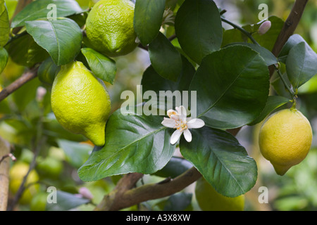 Citrus Limon Verna Zitrone Blätter Blumen Obst Stockfoto