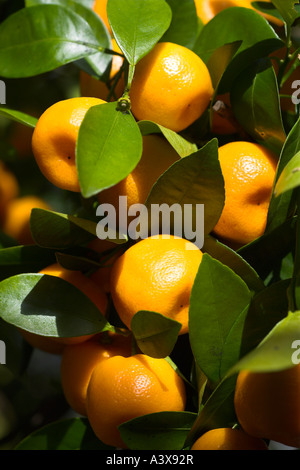 Citrus Madurensis haben orange Früchte auf bush Stockfoto