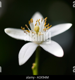 Citrus Limon Fino Zitrone Blume Stockfoto