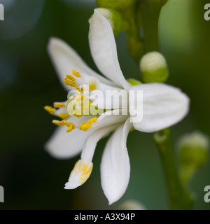 Citrus Aurantium Fantastico Bergamotte Blume Nahaufnahme Stockfoto