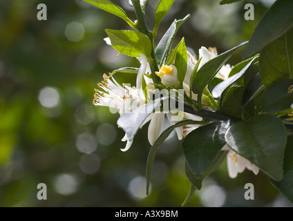 Citrus Aurantium Chinotto oder Myrtle-Blatt saure Orange Blüten und Blätter Stockfoto