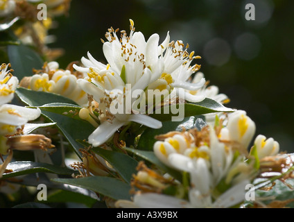 Citrus Aurantium Chinotto oder Myrtle-Blatt saure Orange Blüten Stockfoto