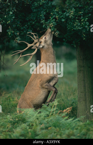 Red Deer [Cervus Elaphus] Hirsch - Browsing - UK Stockfoto