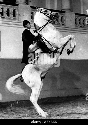 Geographie/Reisen, Österreich, Wien, Gebäude, Spanische Hofreitschule, Lippizaner und Fahrer in Aktion, 1960er Jahre, Stockfoto