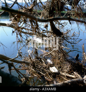 Kunststoffabfälle in Bäumen schweben in der towy River in der Nähe von Peebles Carmarthenshire Wales UK gefangen Stockfoto