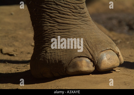 Asiatischer Elefant Fuß Elephas maximus Stockfoto