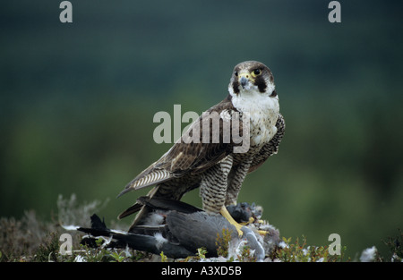 Wanderfalken Falco Peregrinus ernähren sich von Woodpigeon in Schottland Stockfoto