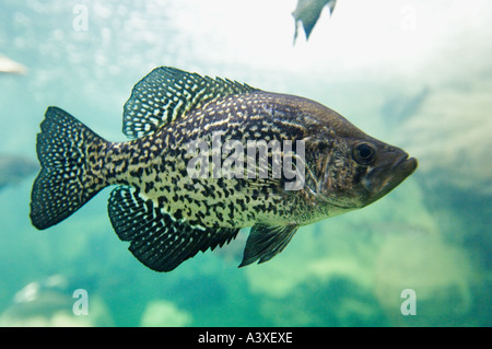 Schwarz Crappie Pomoxis Nigromaculatus im Bass Pro Shops Tank Clarksville Indiana Stockfoto