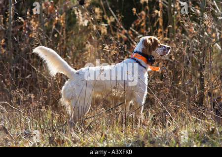 Junger English Setter bei Wachteln Jagd in der Nähe von Hardinsburg Indiana Stockfoto