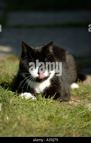 Eine Katze leckt seine Nase, während sie sich im Garten an einem sonnigen Frühlingstag. Stockfoto