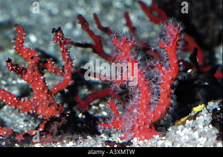 Zoologie / Tiere, Hautverletzungen, mediterrane rote Koralle (Corallium Rubrum), mit weißen Polypen, Underwatershot, Vertrieb: Medit Stockfoto
