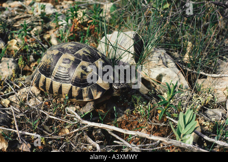 Zoologie / Tiere, Reptilien, Hermann Schildkröte (Testudo Hermanni), Wiese, Sierra Garrafa, Mallorca, Vertrieb: Balkan, Stockfoto