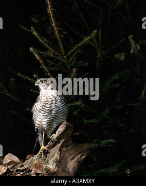 Zoologie / Tiere, Vogelgrippe / Vögel, eurasische Sperber (Accipiter Nisus), sitzen auf Baum, Verbreitung: Nordafrika, Europ Stockfoto