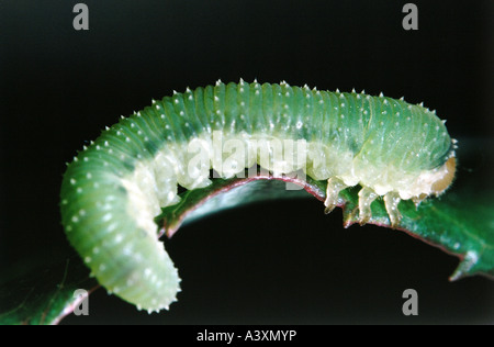 Zoologie / Tiere, Insekten, Schmetterlinge, Schwefel, (Gonepteryx Rhamni), Entwicklung: Raupe auf Blatt, Vertrieb: Norden Stockfoto