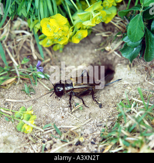 Zoologie / Tiere, Insekten, Heuschrecken, Field Cricket (Gryllus Campestris), weibliche Heuschrecke vor Boden Loch, close-up, Distri Stockfoto