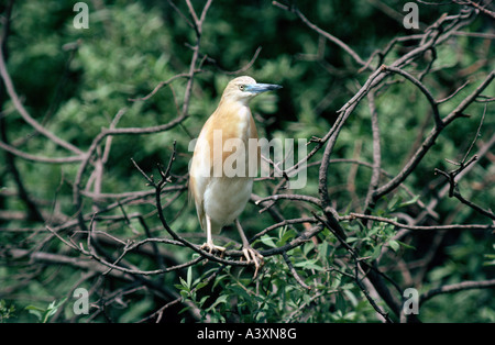 Zoologie / Tiere, Vogelgrippe / Vögel, Squacco Heron (Ardeola Ralloides), stehend im Baum Krone, Hortobagy, Ungarn, Vertrieb: Stockfoto