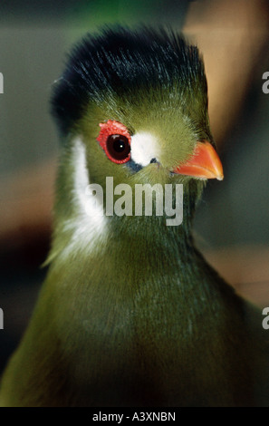 Zoologie / Tiere, Vogelgrippe / Vögel, weiß-crested Turaco (Tauraco Leucolophus), detail: Kopf, Porträt, Verbreitung: Afrika, Ani Stockfoto