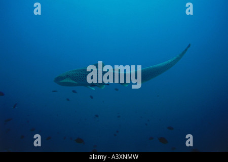 Zoologie / Tiere, Fische, Haie, Zebra Shark, (Stegostoma Fasciatum), am Meeresgrund, Vertrieb: Rotes Meer, indischen und pazifischen O Stockfoto