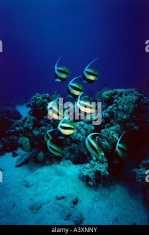 Zoologie / Tiere, Fische, Longfin Bannerfish, (Heniochus Acuminatus), Untiefe von Fischen, Ägypten, Vertrieb: tropischen Indo-pazifischen-O Stockfoto